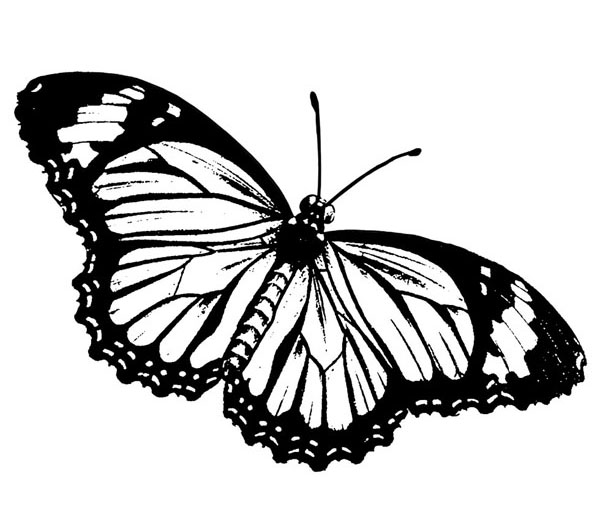 Silikónová pečiatka motýľ 5x7cm